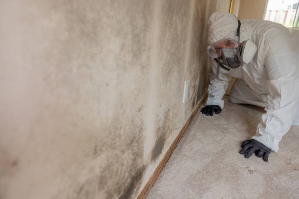 Best Real Estate Mold Inspection in Leipsic, OH